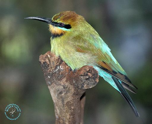 Rainbow Bee Eater 9Y209D-226.JPG